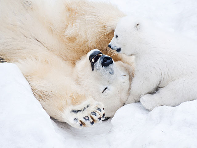 giornata orso polare orsetti
